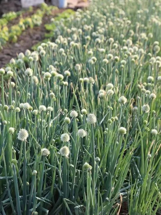 番禺赏花的地方,广州番禺踏春赏花好去处免费