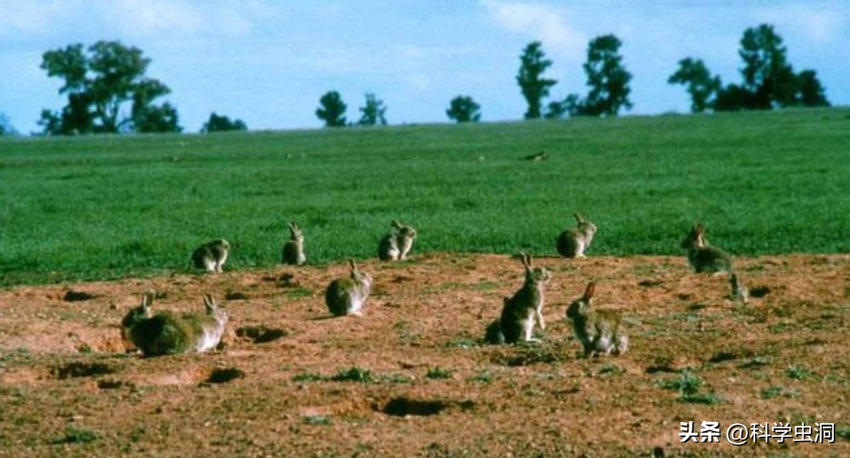 澳洲的野兔泛滥成灾的主要原因,澳洲野兔泛滥的时候究竟有多可怕