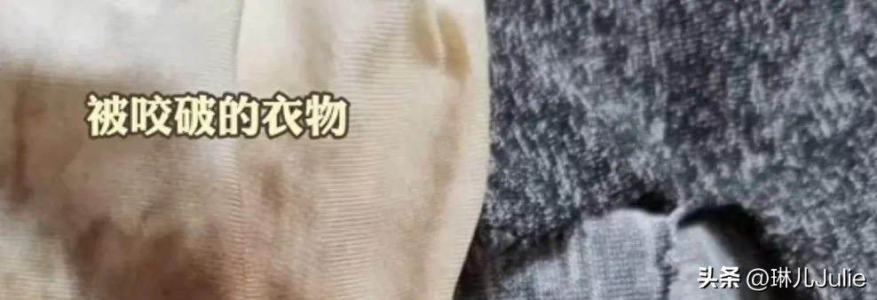 女子被大狗咬伤隐私部位，女子崩溃：留下了疤痕，会对未来有影响