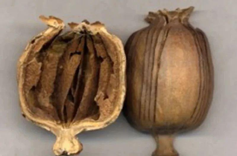 小学生发现罂粟报警被奖期末试卷,小学生发现罂粟获暖心表彰