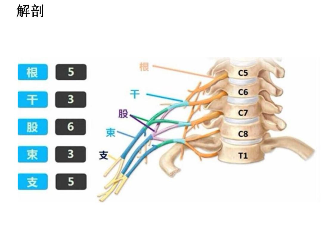 超声引导下臂丛神经阻滞,PPT课件