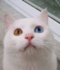 白猫耳聋是一点都听不见吗,怎么分辨白猫是不是耳聋