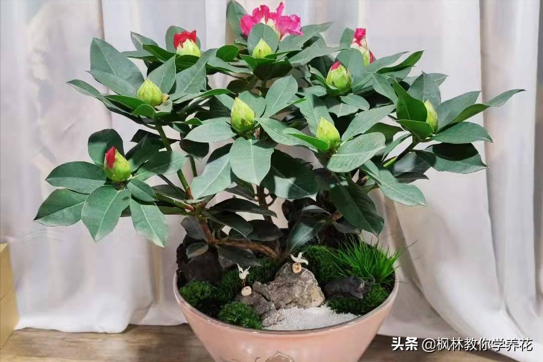花卉年宵花热销,年宵花卉品种大全及图片