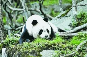 碧峰峡自然遗产大熊猫栖息地,世界自然遗产中国大熊猫栖息地