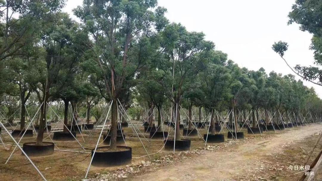 2022年苗市缓缓落幕，谁家欢喜谁家愁？