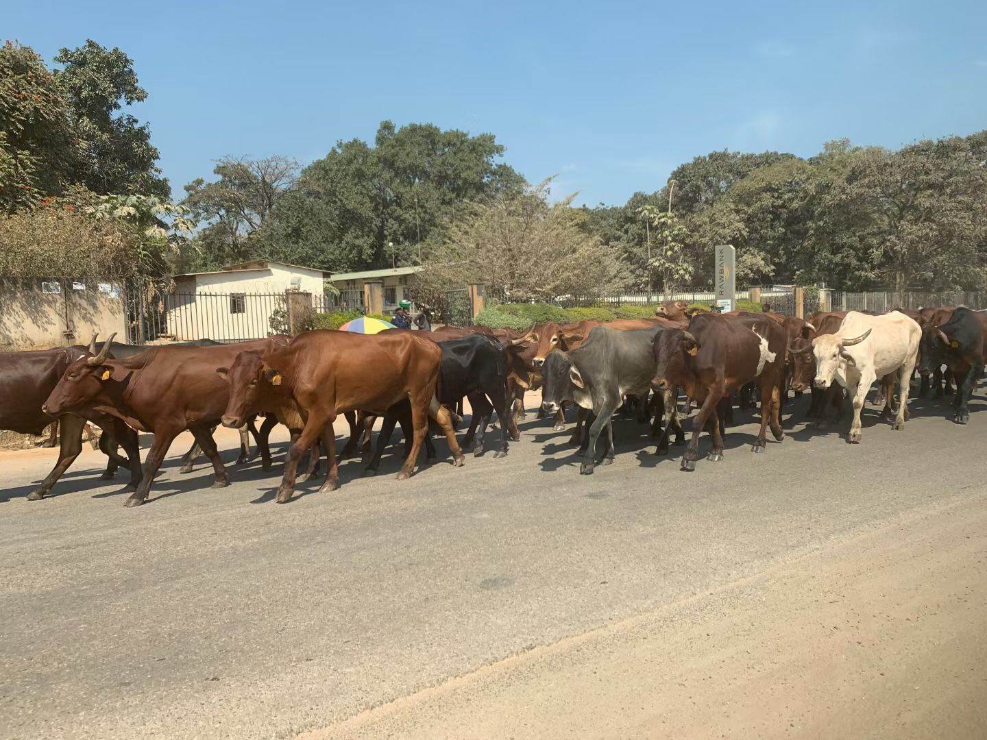 我，湖北人，在非洲打工，年薪25万，却被骗光工资，借钱生孩子
