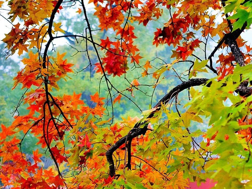 秋天最美的散文,绚烂的秋天美文