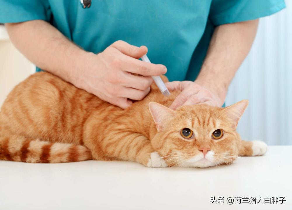 猫咪是如何感染球虫的,猫咪怎么感染蜱虫