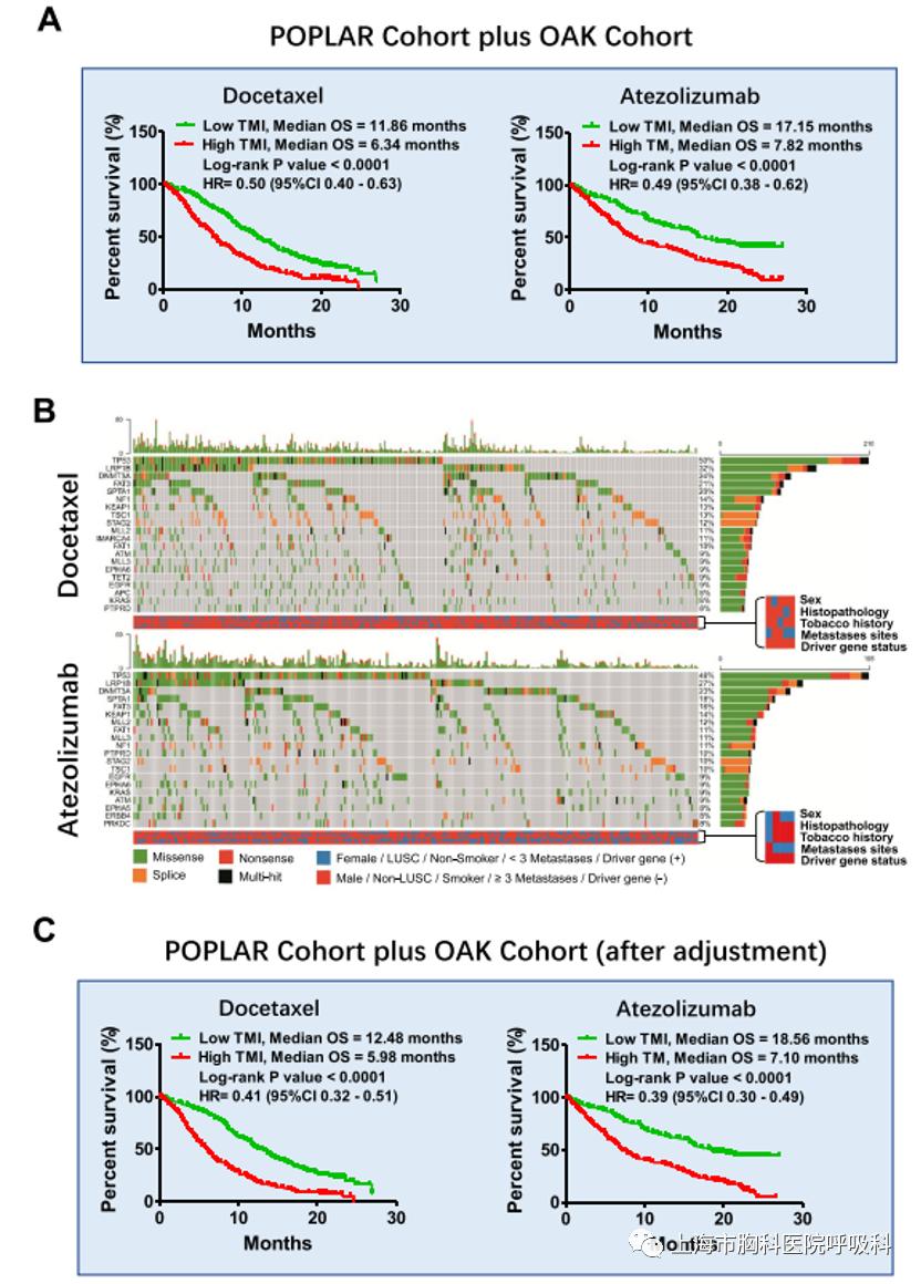 基于非小细胞肺癌患者ctDNA测序的肿瘤突变指数用于预测免疫治疗或化学治疗预后