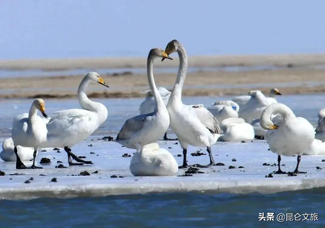 大美青海生态旅游推荐,大美青海美景短视频