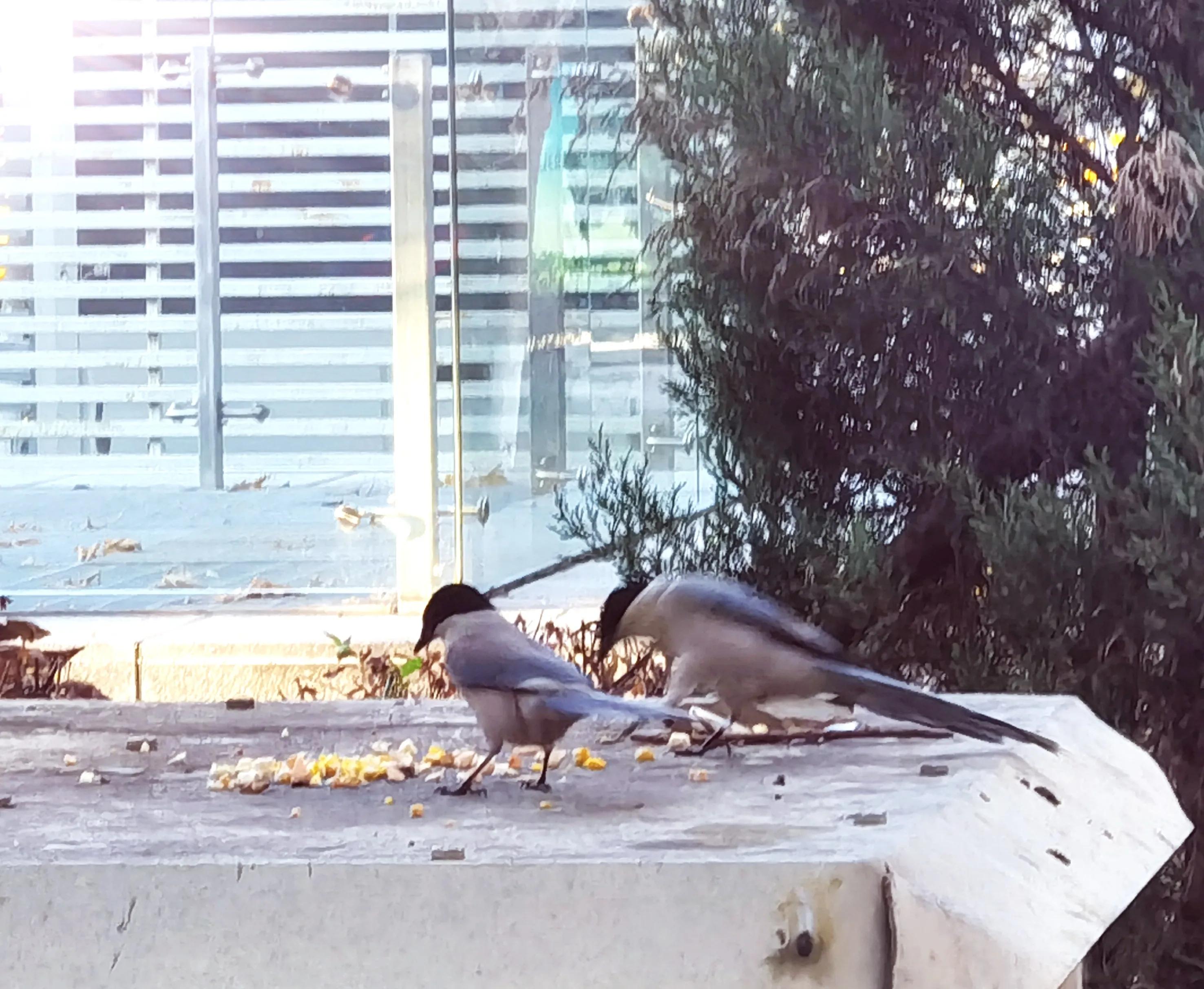 「天下奇观」喜鹊到底算什么鸟活见大妈喂喜鹊吃食真相