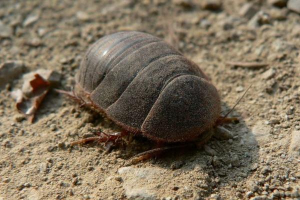 山上的野乌龟1万一斤,农村野生石龟视频