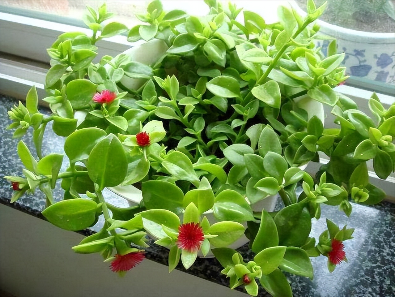 酸性水浇花改善土壤板结,用什么水浇花土壤不会板结