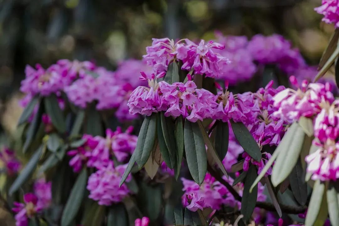 2020五一峨眉山开放的景点,五一峨眉山旅游攻略