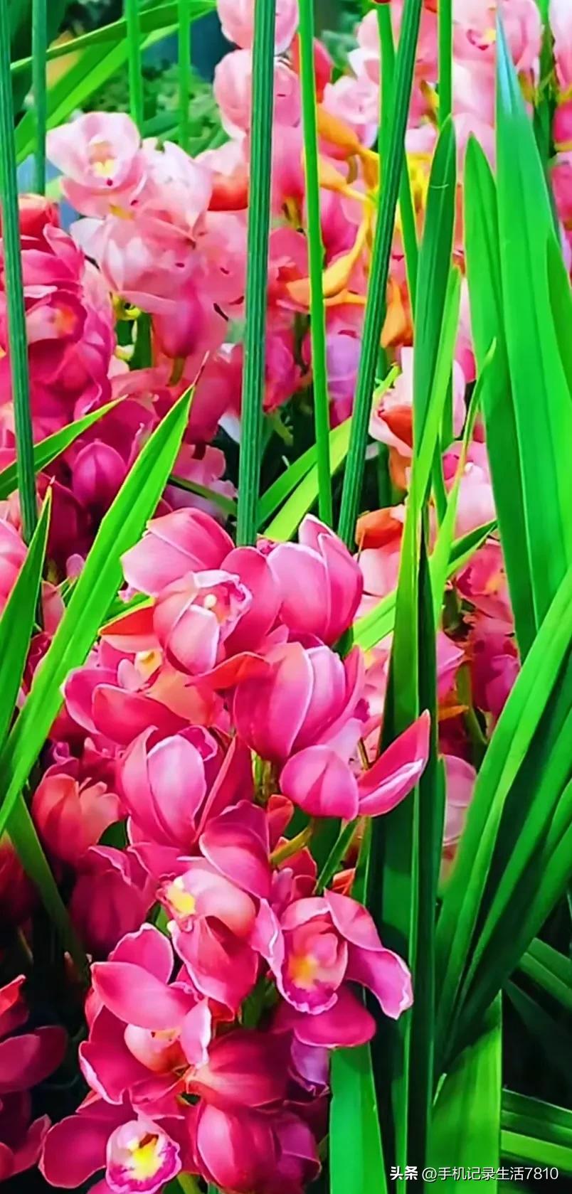 蕙兰花图片欣赏,叶子宽的黄花大蕙兰图片