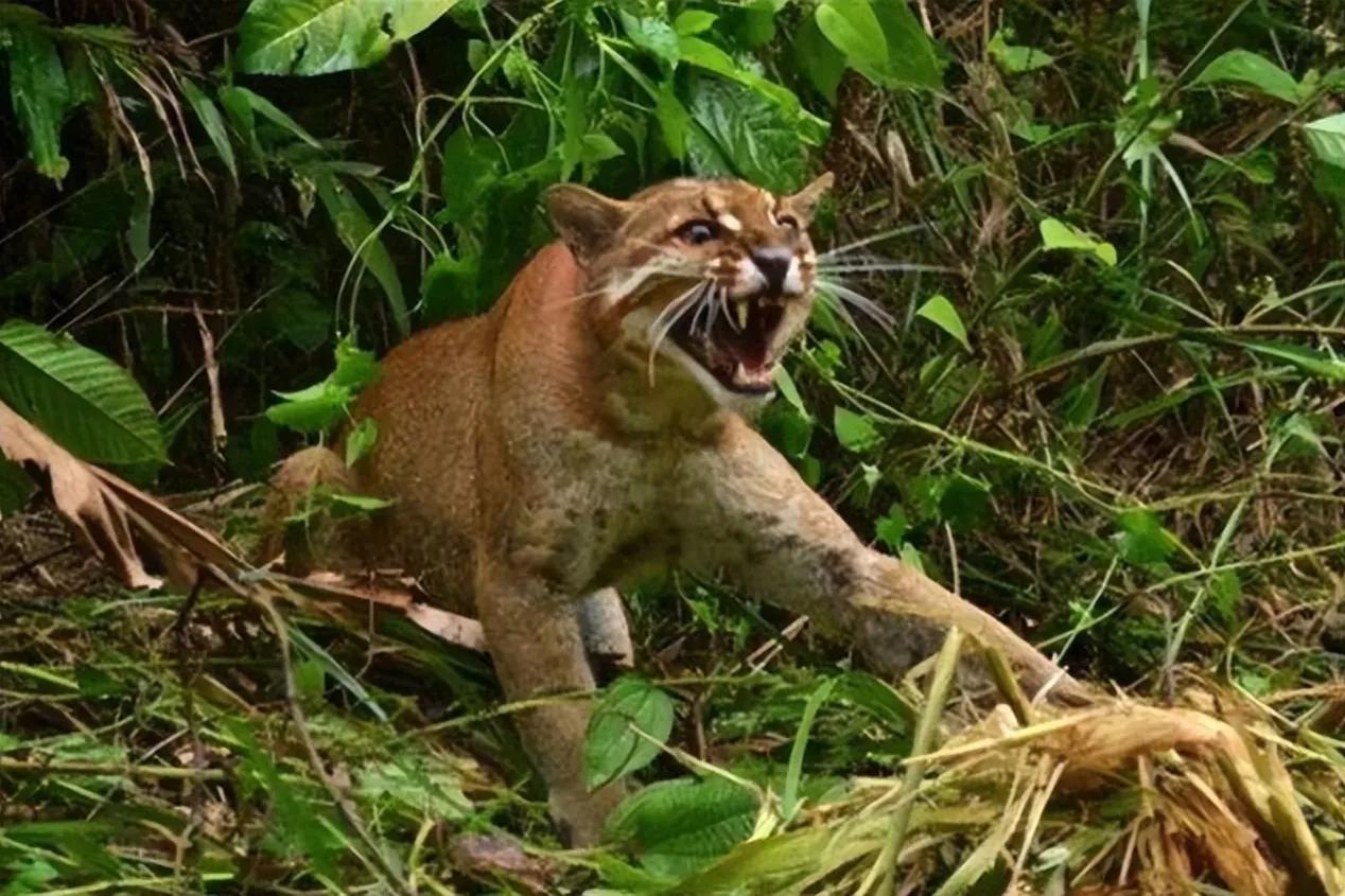 山彪的样子图片,山彪真实照片