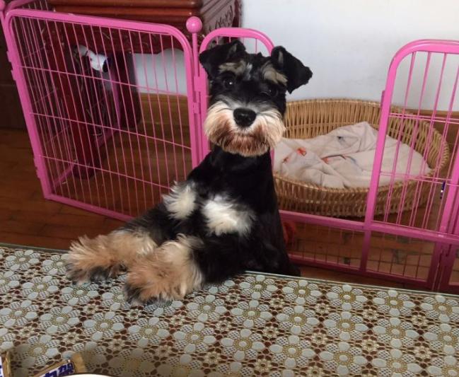 雪纳瑞的所有情况,雪纳瑞有黑斑六大特征