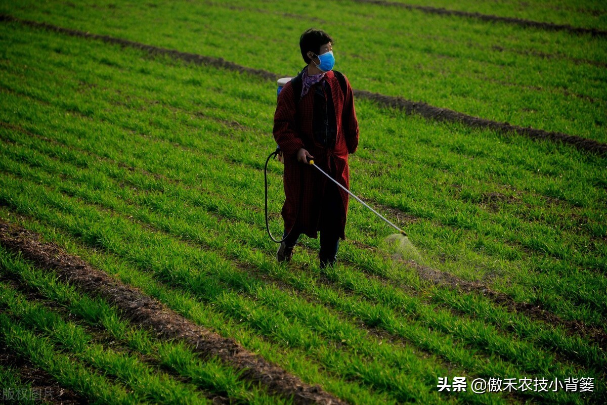 小麦春季苗黄苗弱苗怎么补救,小麦黄苗死苗什么原因怎么补救
