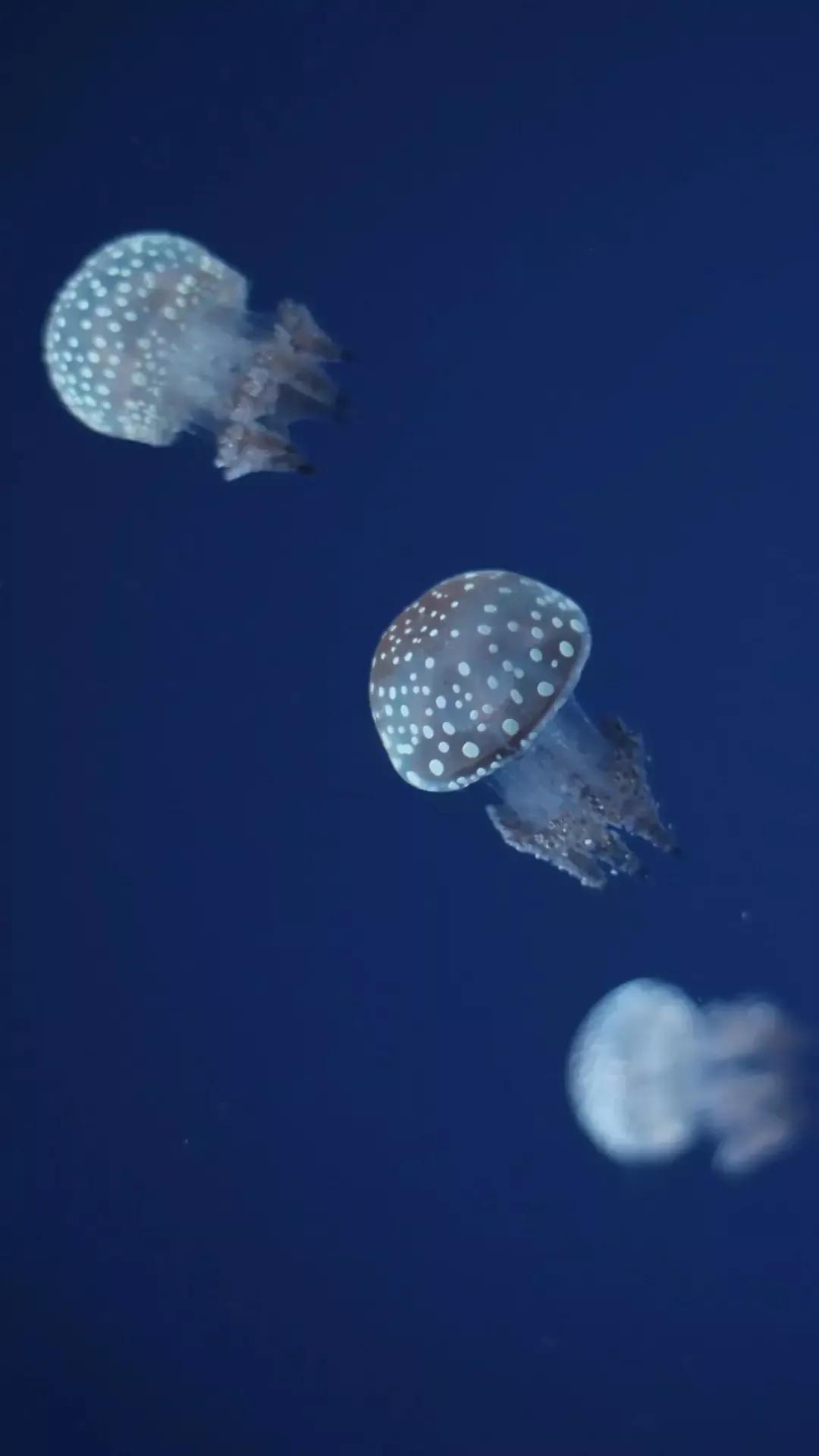 海底世界高清大图壁纸,手机动态海底世界鱼壁纸