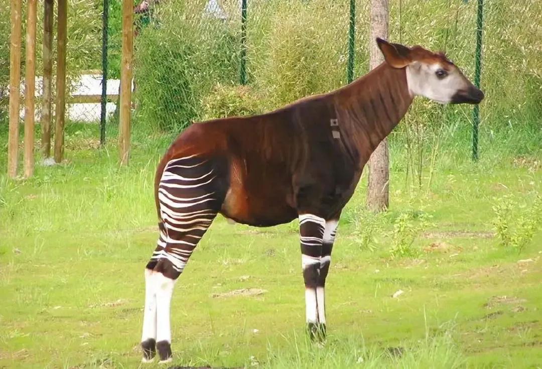 17张你没见过的图片太震撼了,67张罕见的照片颠覆你的世界