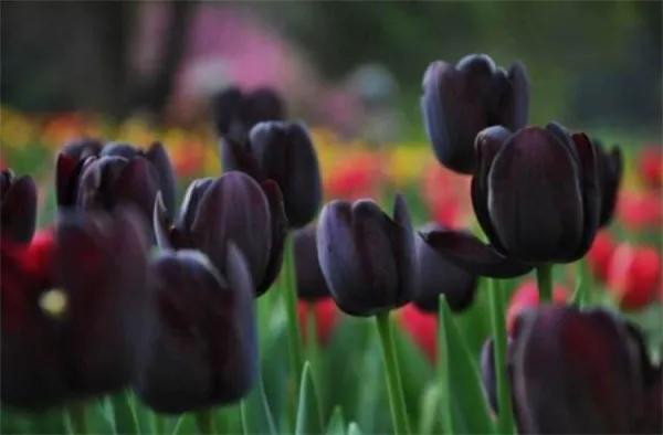 郁金香的花语可以送给妈妈吗,郁金香的花语和象征含义