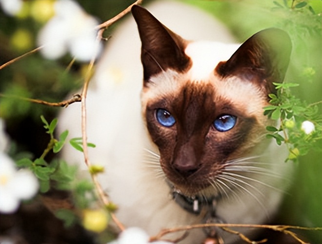 买猫推荐不怎么掉毛,买猫不被坑