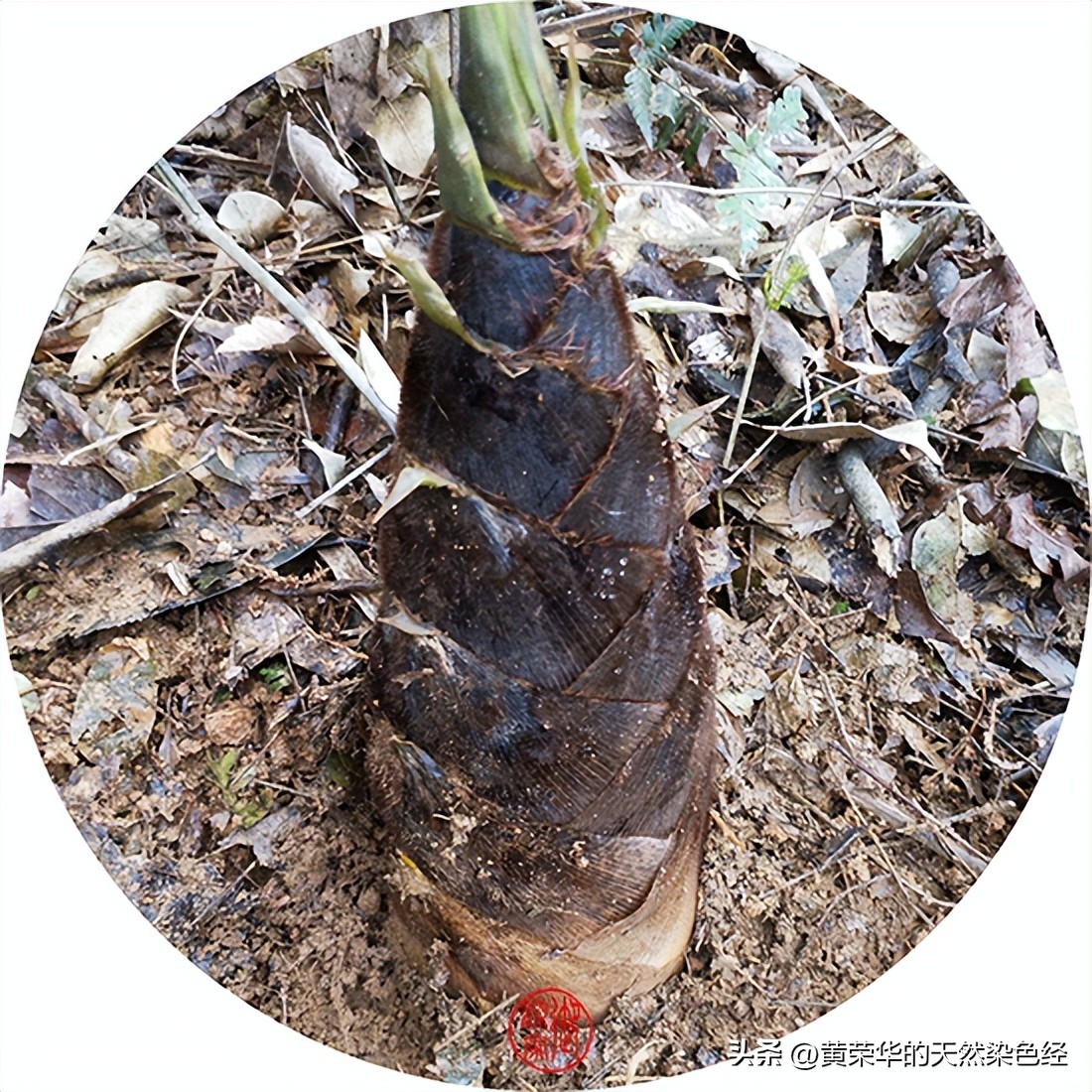 中国传统颜色软翠,中国传统颜色棕绿色