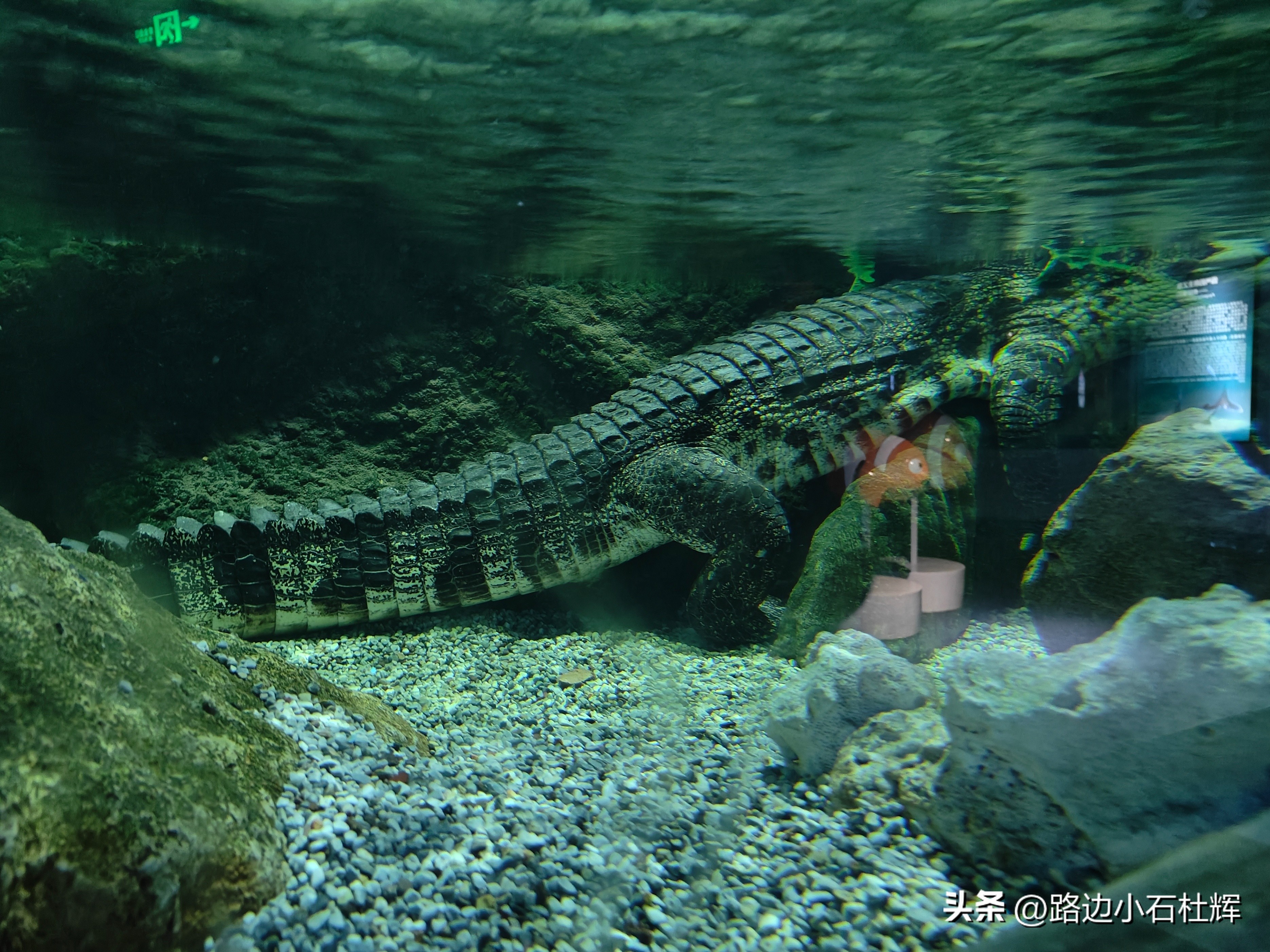 北京富国海底世界海洋水族馆,北京海洋馆和工体海洋世界