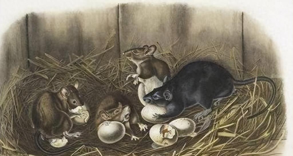 蛇岛生态链惊现老鼠吃蛇,2万条蛇成口粮引关注