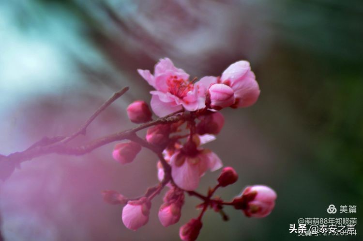 春风拂柳梅花开,桃李春风梅花开