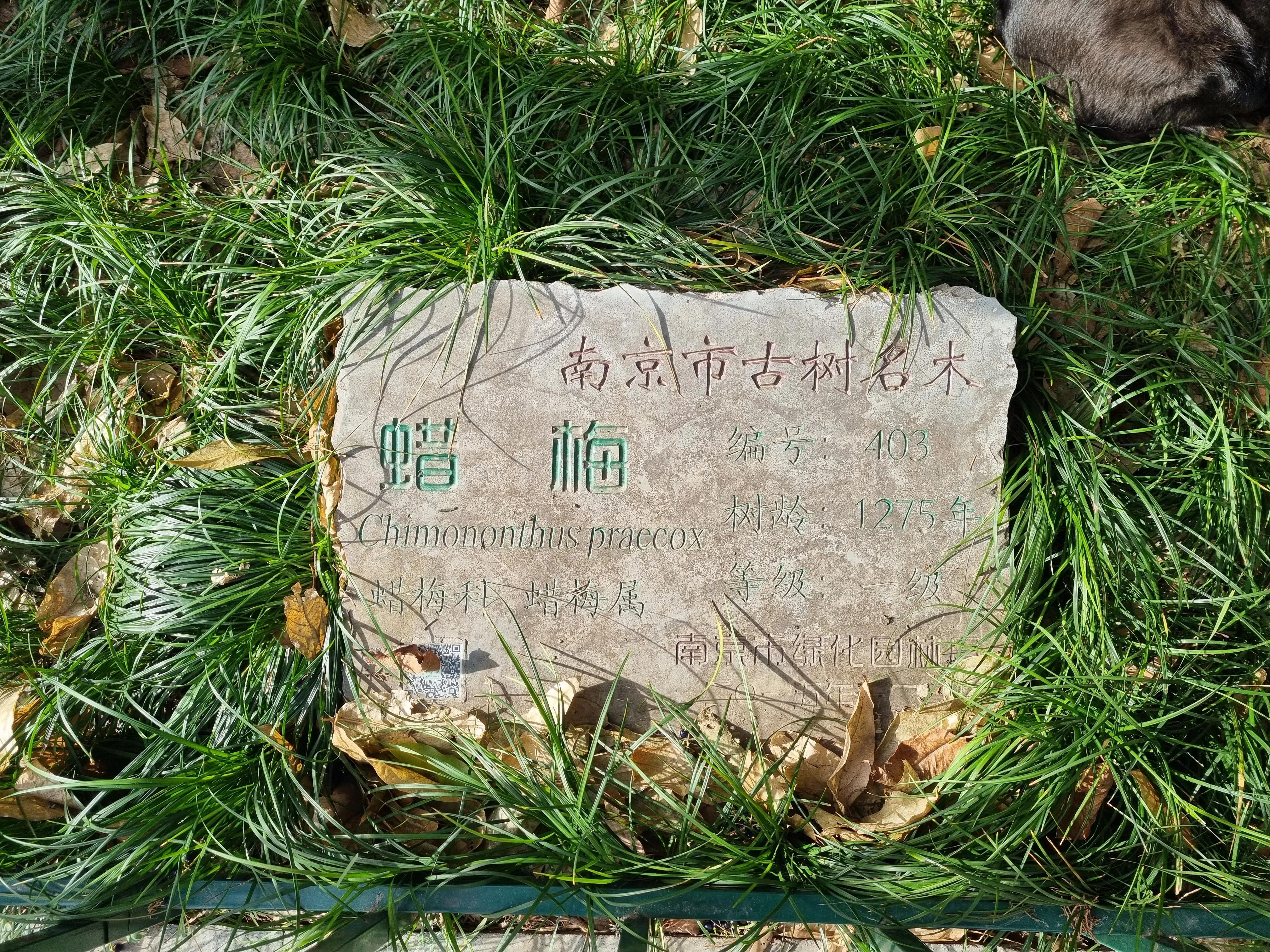 南京龙泉寺。寺里有一棵唐朝的腊梅树。