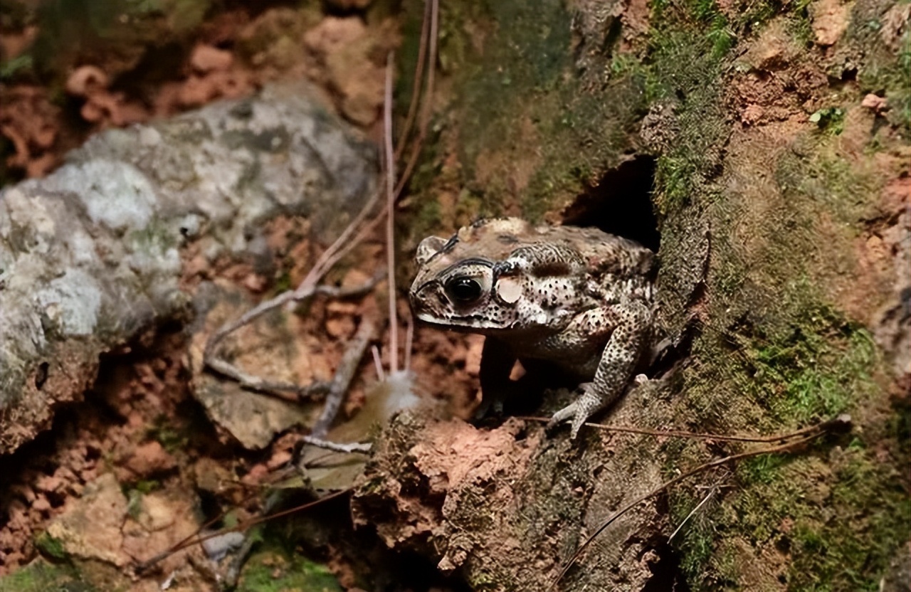 在河边掏龙虾洞掏出来一堆龙虾,河岸边的洞