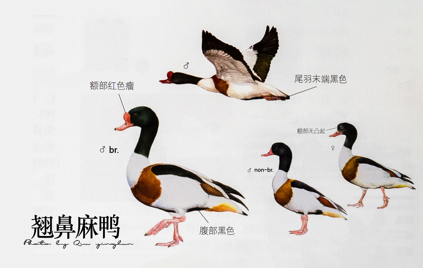 涓滄睙鎻借儨,涓滄睙鎻借儨楦熺被