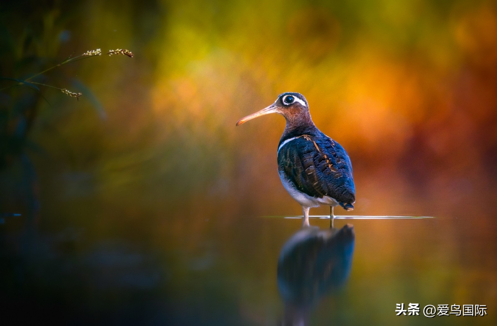 2024观鸟大年,观鸟大年介绍