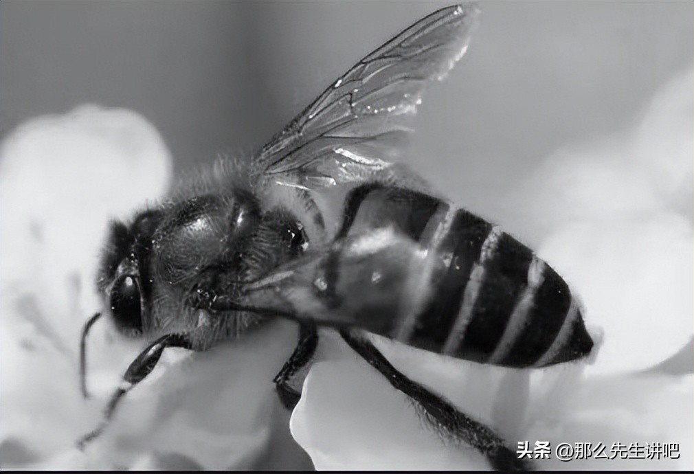 民间故事老蜂农,民间故事聘来的媳妇