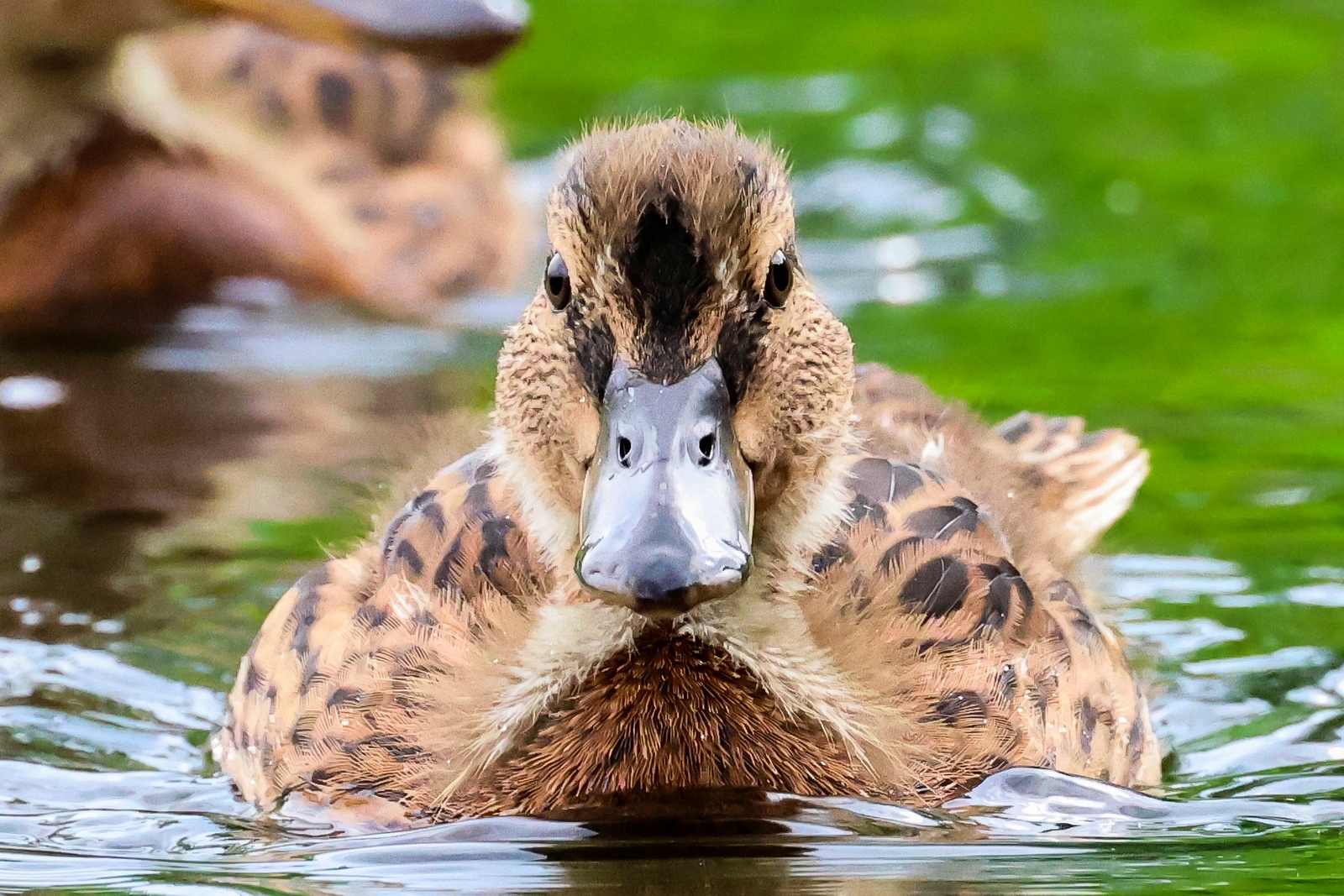 佳能eosr7目前值得买吗,佳能eosr7优缺点