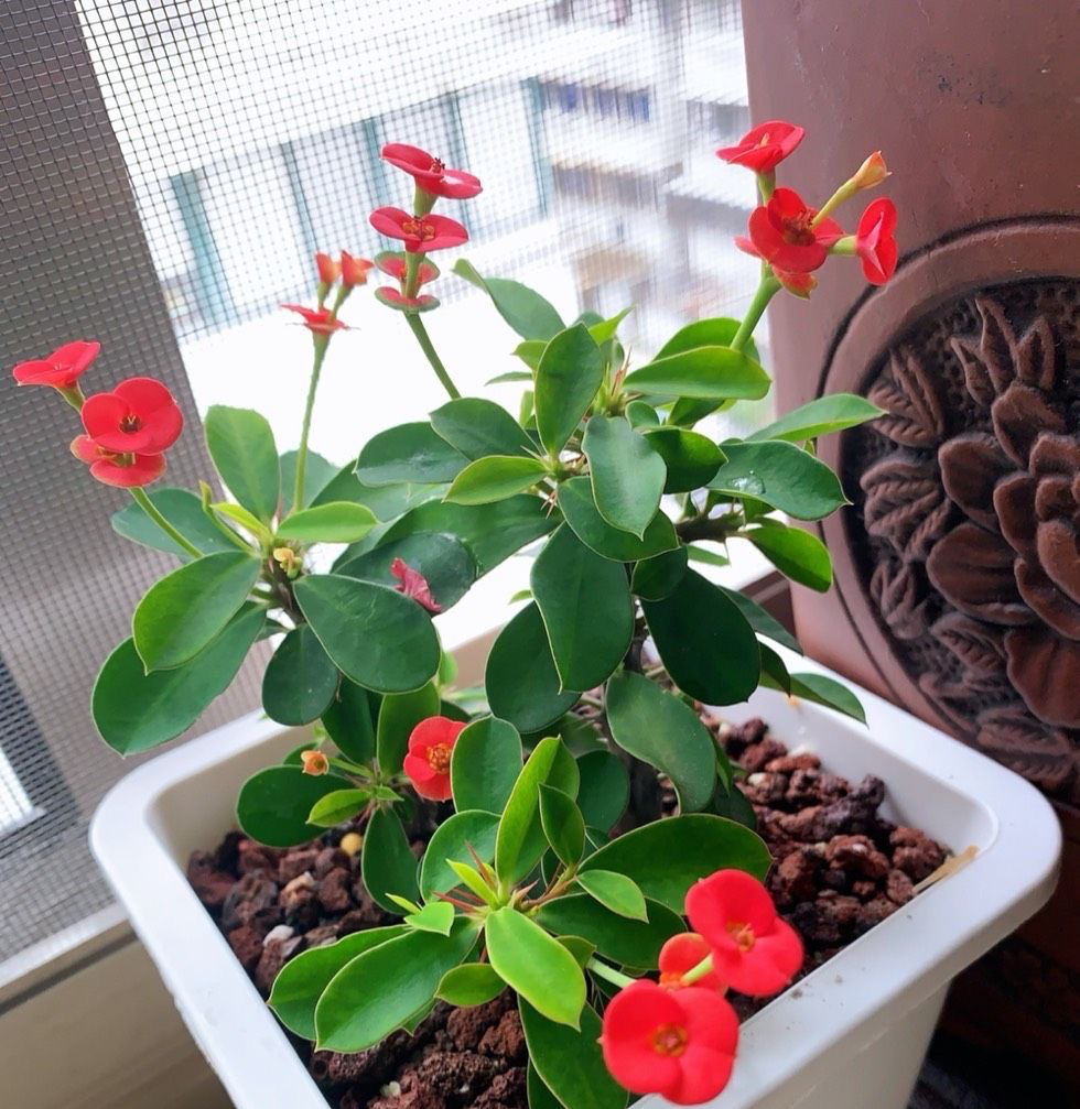 虎刺梅的养护技巧,虎刺梅如何养护花开鲜艳