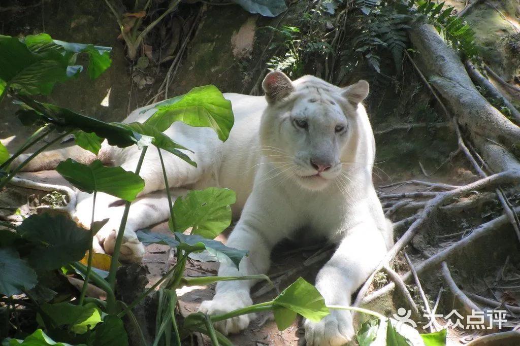 广州长隆野生动物园全部动物,广州长隆野生动物园所有动物介绍