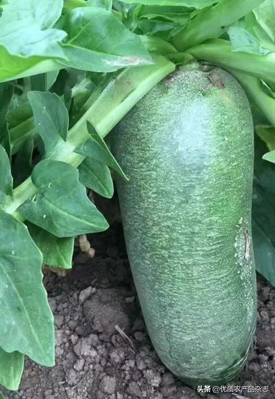 “卜”同凡响的田水铺萝卜