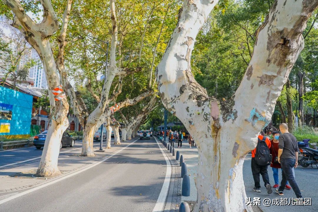 路边的银杏树是什么品种,银杏行道树
