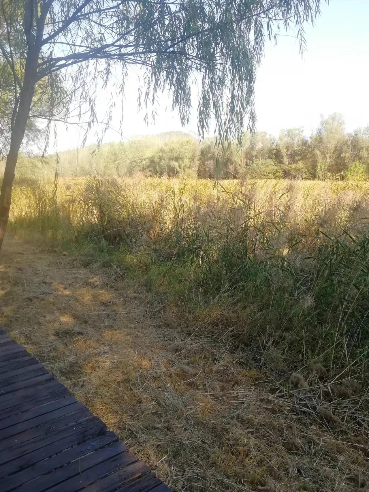 周末探访合肥市蜀山区枫林路