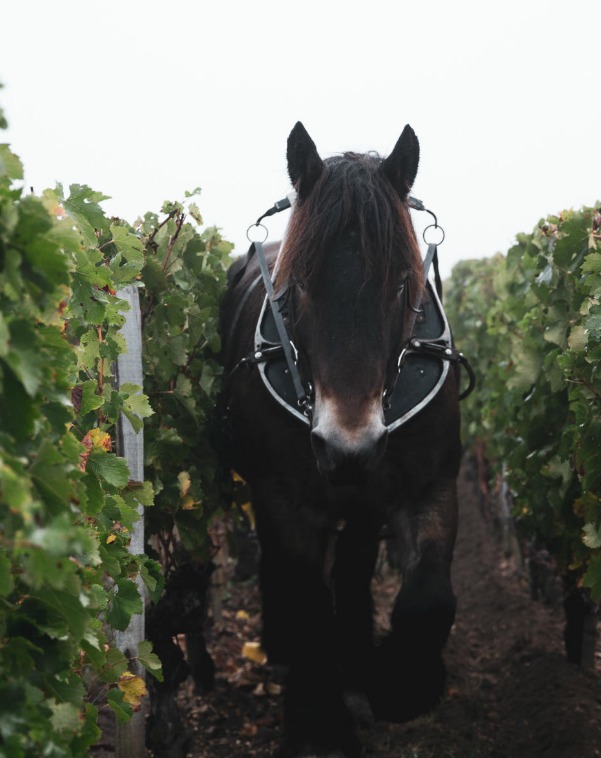 跨境电商推广商城,跨境电商月销售方案