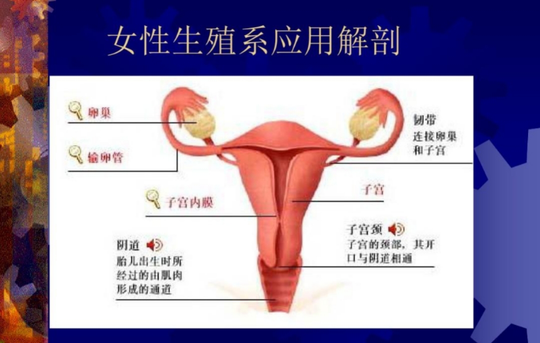 没有子宫了跟正常女人是一样的吗,女性天生没有子宫