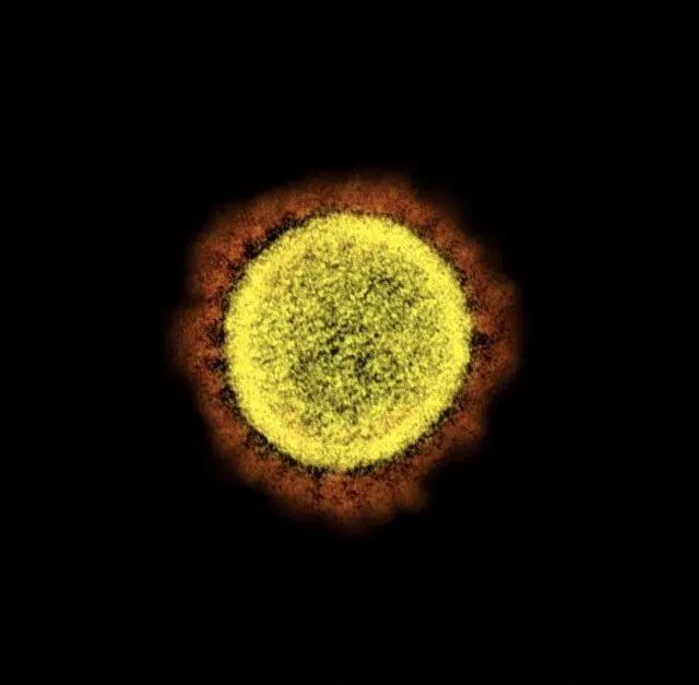 手指在显微镜下太恐怖了,显微镜下的恐怖世界蝎子