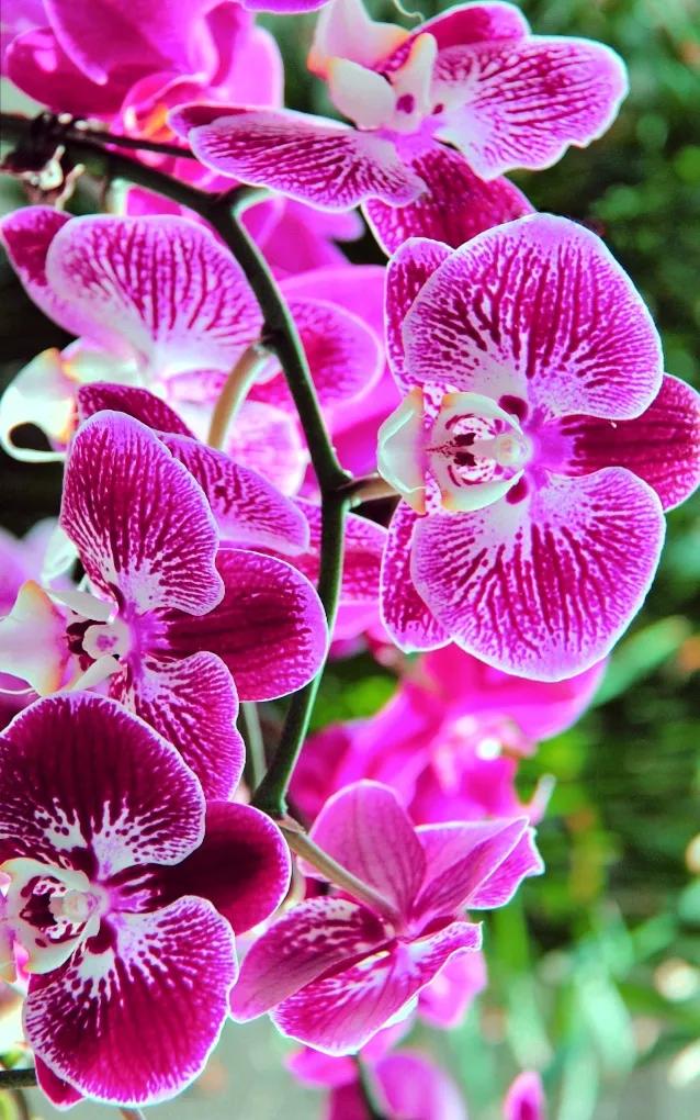 兰花原创图片,兰花品种大全