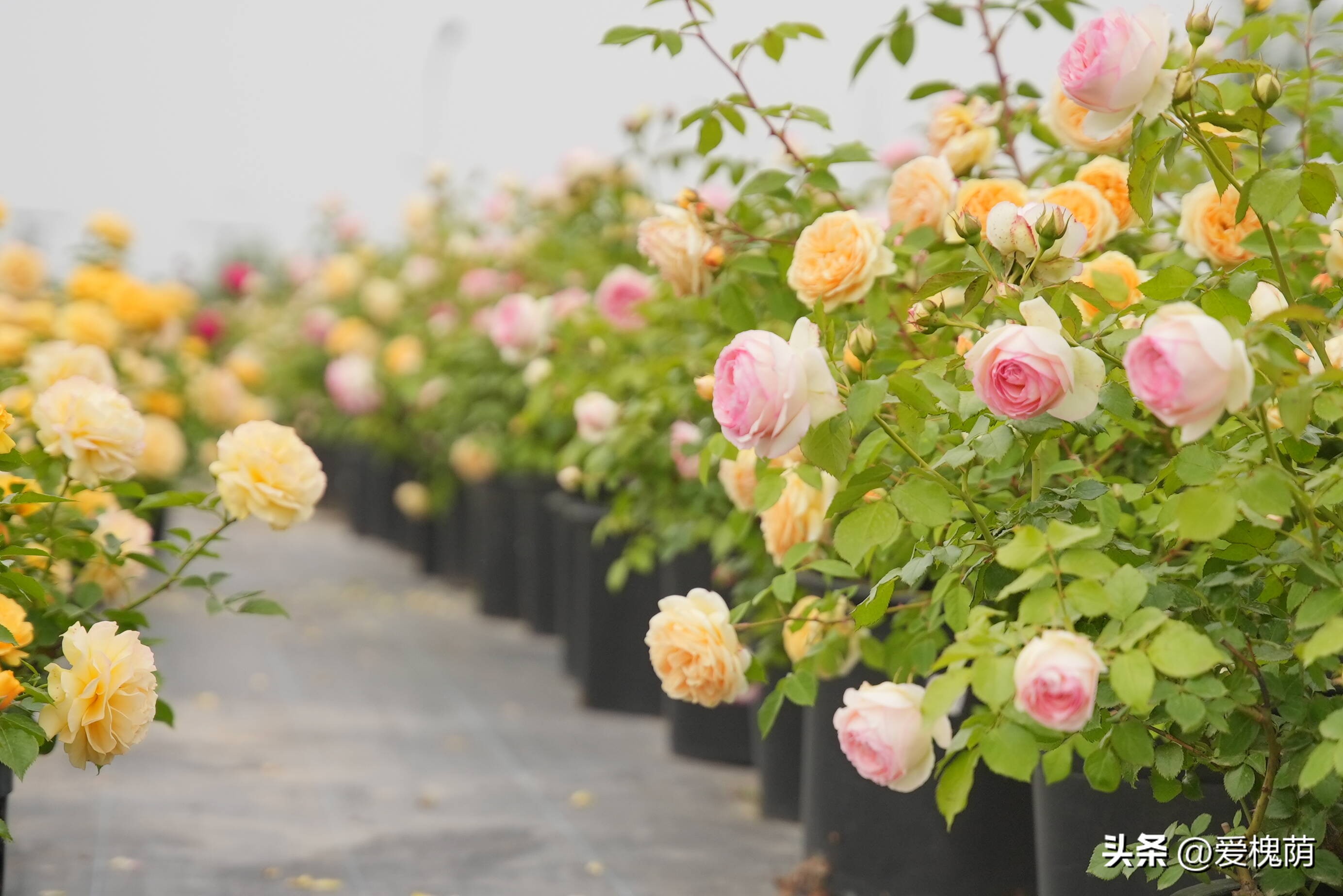 爱拍照的你怎能错过,拍照送给爱拍照的你