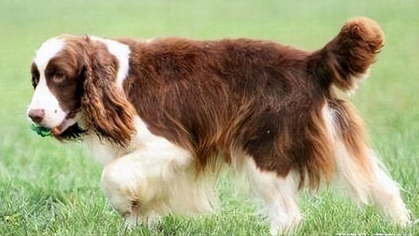 史宾格有什么特点,史宾格优点和缺点