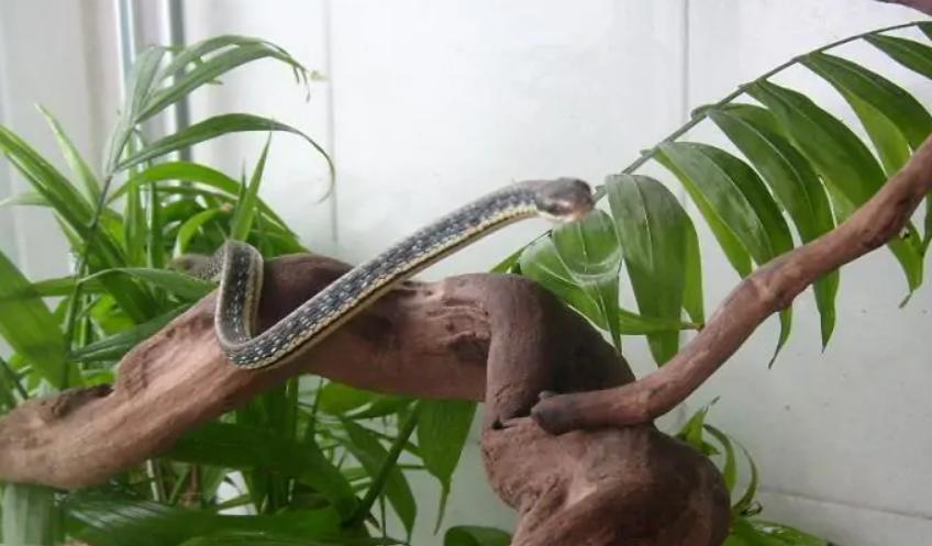 蛇类大全图鉴,蛇类大全