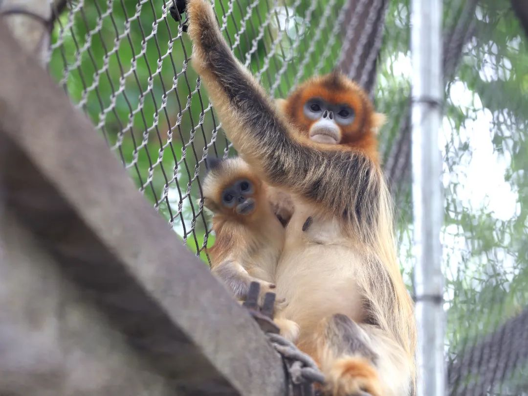 动物园探访,探秘动物的区域活动观察记录