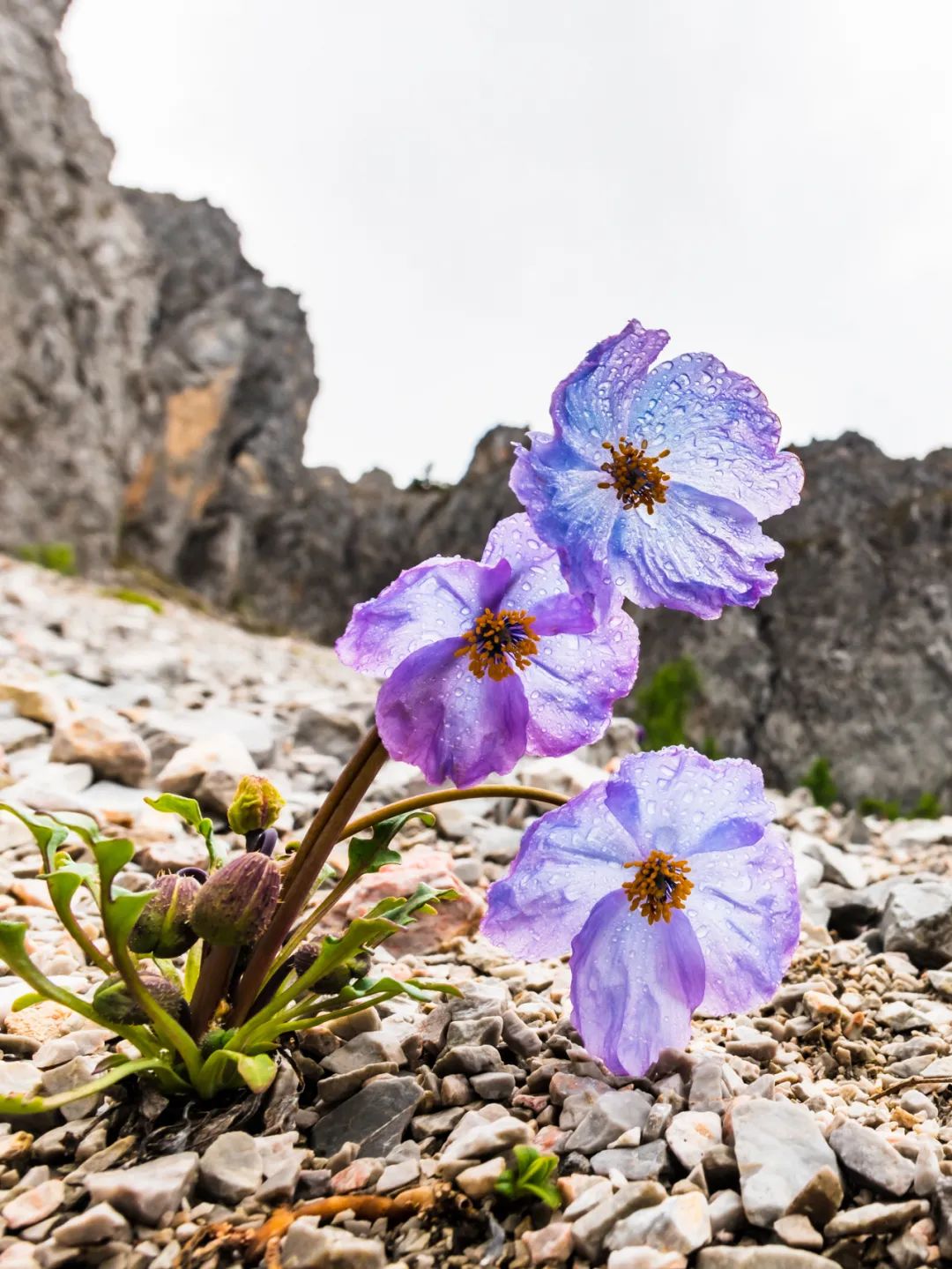 昆明七彩云南怎么样,七彩云南避暑家园